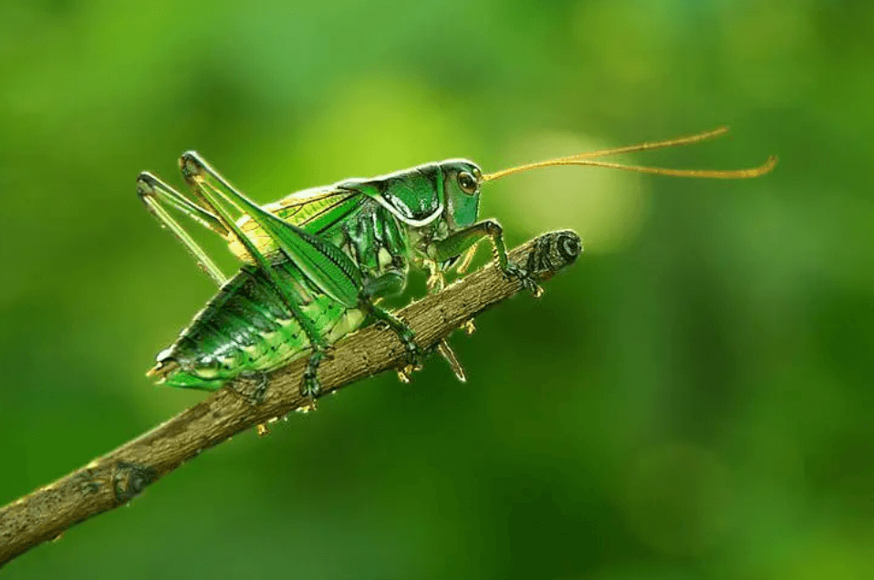 Analysis of the Insect Pheromone Market: New Opportunities Amid Demand for Green Pest Control