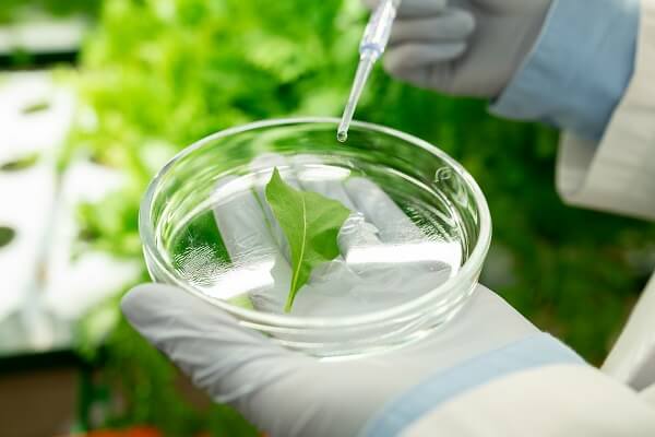 Bioactive Ingredient Innovation