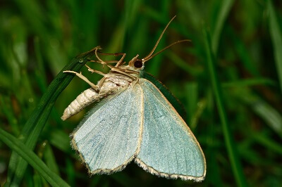 Insect Pheromones