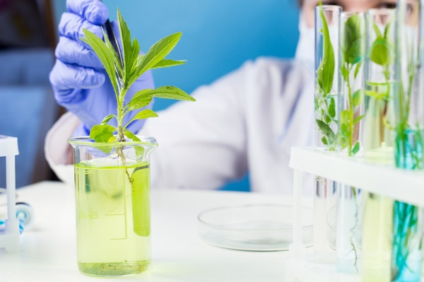 Organic Synthesis and Catalysis