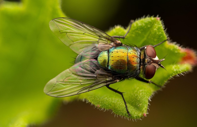 Insect Pheromones